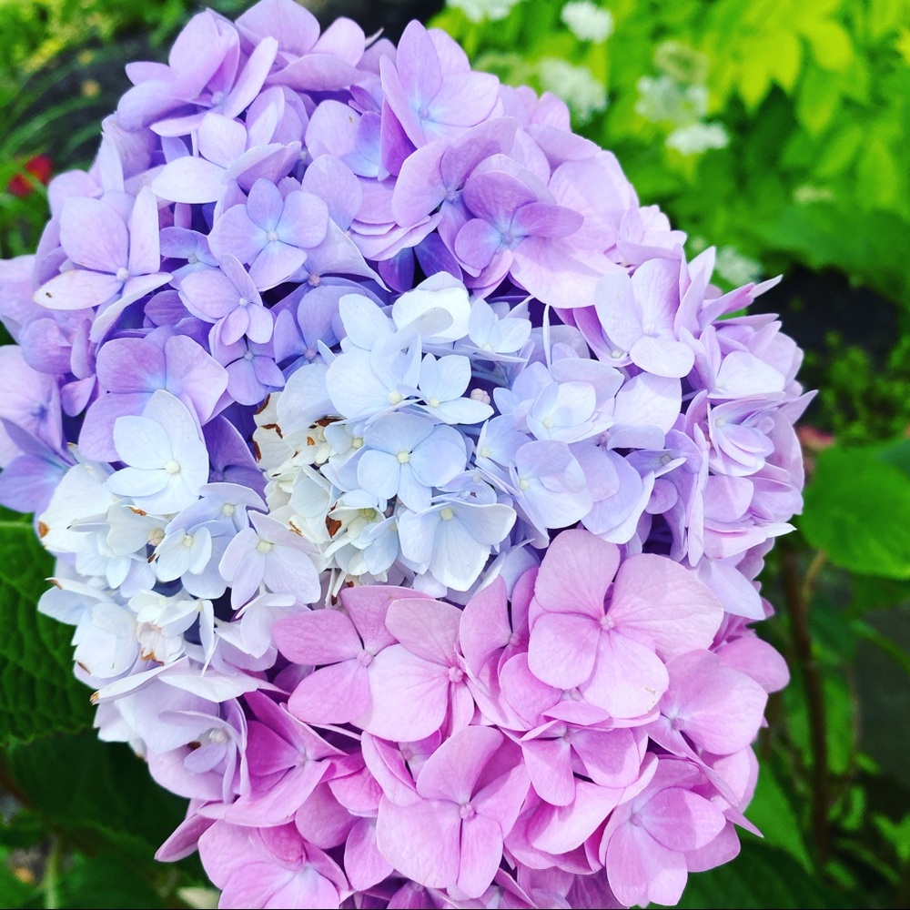 Meet your Posher, Ellen